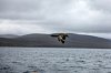 Great Skua