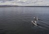Huskyan porpoises