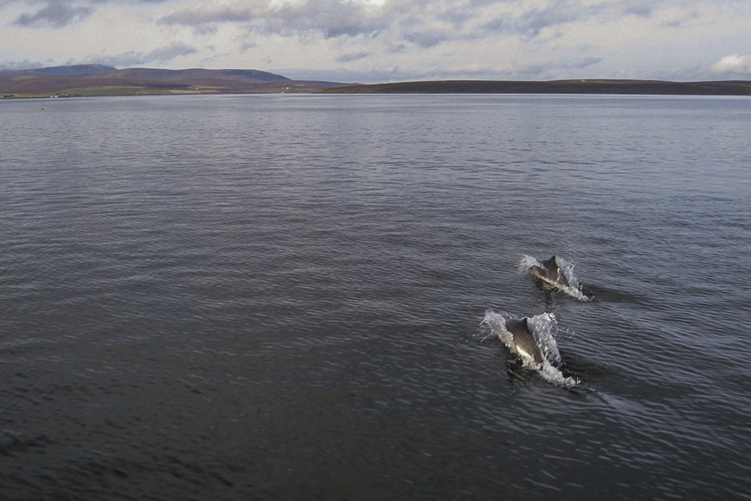 Huskyan porpoises