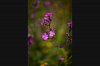 Orkney wildflowers