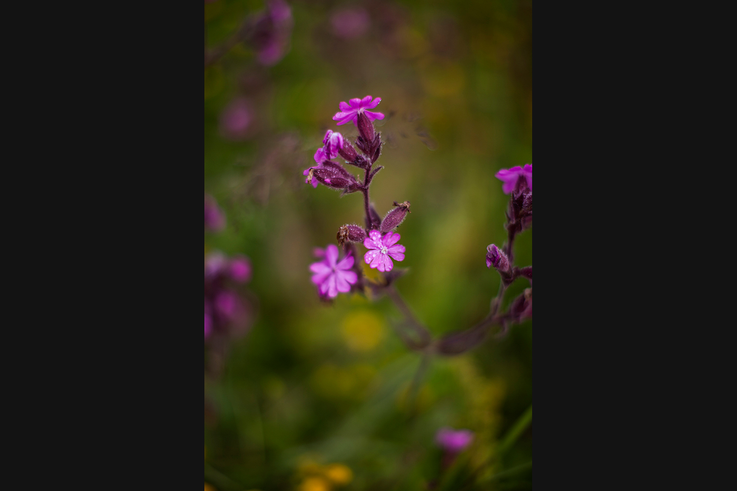 Orkney wildflowers