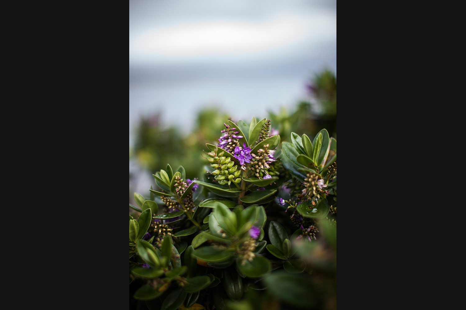 Orkney wildlife